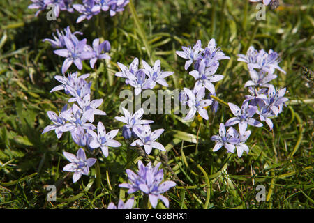 UK, Wales, Ceredigion, Llangrannog, Wild flowers, small blue Spring Squill flowers, Scilla verna Stock Photo