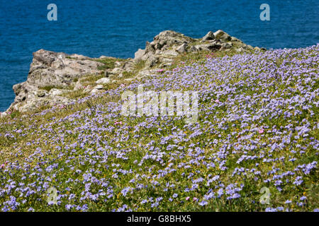 UK, Wales, Ceredigion, Llangrannog, Wild flowers, clifftop carpet of small blue Spring Squill flowers, Scilla verna Stock Photo