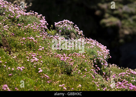 UK, Wales, Ceredigion, Llangrannog, Wild flowers, clifftop carpet of Thrift, sea pink flowers, Armenia Maritima Stock Photo