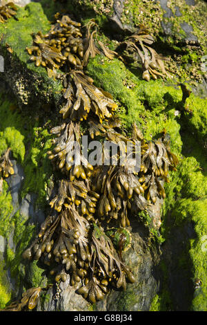 UK, Wales, Ceredigion, Llangrannog, beach, Bladder wrack seaweed on rock at low tide Stock Photo