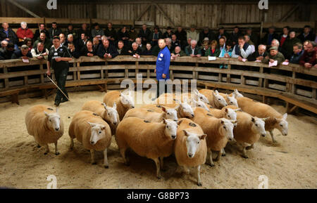 North Country Cheviot Ewes in the auction ring at the United Auction Great Annual Sale of North Country Cheviot Gimmers and Ewes at their sale in Lairg , Sutherland. 6756 North Country Cheviot gimmers, ewes and rams were sold at their annual sale. Both rings were packed with buyers from throughout the UK which resulted in record averages for both rams and ewes. Stock Photo