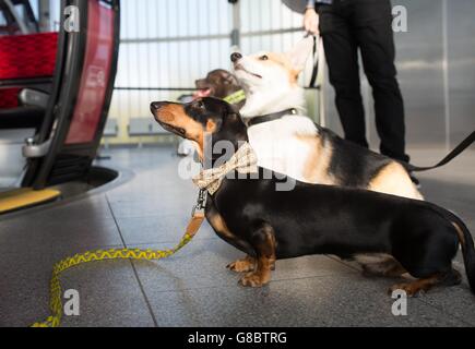 Discover Dogs show Stock Photo