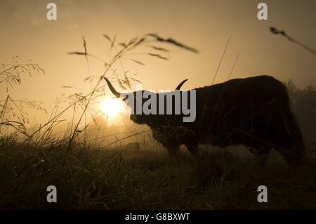 A Highland cow stands in an early morning autumn mist in Pollok Country Park, Glasgow. Stock Photo