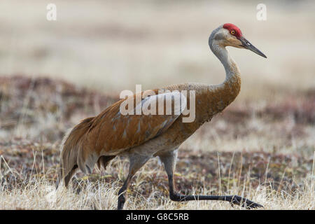 Lesser Sandhill Crane (Antigone canadensis) walking along the tundra grass in the arctic Stock Photo