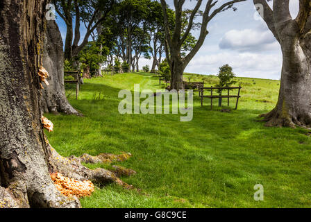 The Linley Beeches on Linley Hill near Norbury, near Bishop's Castle, Shropshire, England, UK Stock Photo