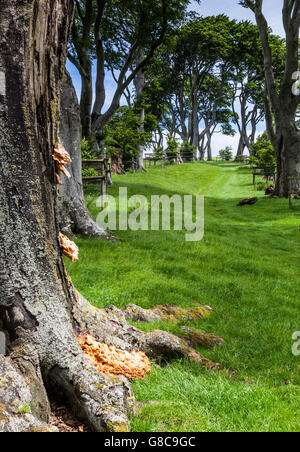 The Linley Beeches on Linley Hill near Norbury, near Bishop's Castle, Shropshire, England, UK Stock Photo