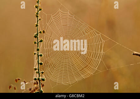 Close up of spider web on orange background Stock Photo