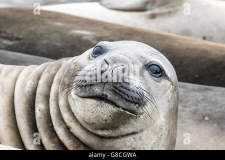 Juvenile Southern elephant seal at Macquarie Island, Australian sub-Antarctic Stock Photo