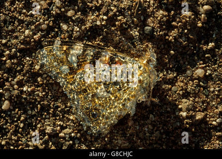 Dew covered butterfly on sandy beach, Namibia. Stock Photo