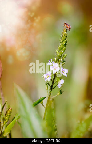 Galerucella Neogalerucella calmariensis, also called purple loosestrife beetle, on a pink Veronica anagallis-aquatica flower, al Stock Photo