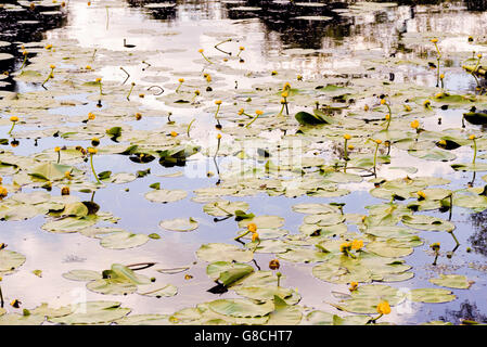 Sky reflection on the river covered with yellow Nuphar Lutea flowers Stock Photo