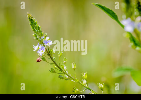 A pink Veronica anagallis-aquatica flower, also called water speedwell, or blue water-speedwell under the warm summer sun Stock Photo