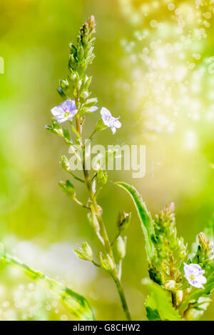 A pink Veronica anagallis-aquatica flower, also called water speedwell, or blue water-speedwell under the warm summer sun Stock Photo