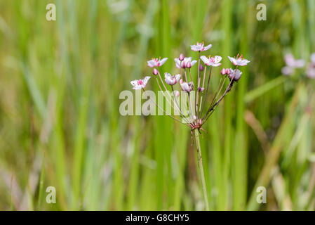 Pink and white Butomus umbellatus flowers growing near a lake in Kiev the capital of Ukraine Stock Photo