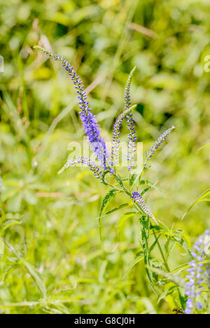 Pseudolysimachion longifolium (Veronica longifolia) also known as garden speedwell or longleaf speedwell, growing in the meadow Stock Photo
