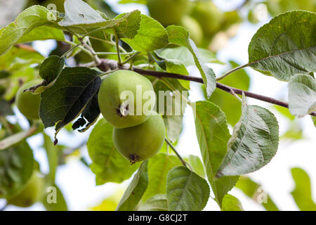 Two green apples growing on the tree Stock Photo