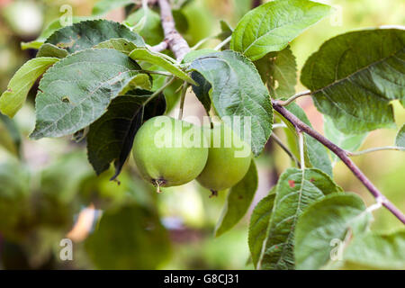 Two green apples growing on the tree Stock Photo