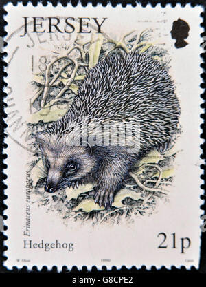 JERSEY - CIRCA 1999: A stamp printed in Jersey shows an Hedgehog , circa 1999 Stock Photo
