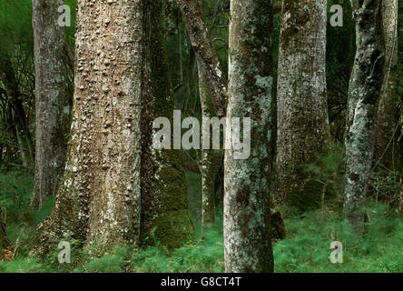 Indigenous forest, Woody/woods, Western Cape, South Africa. Stock Photo