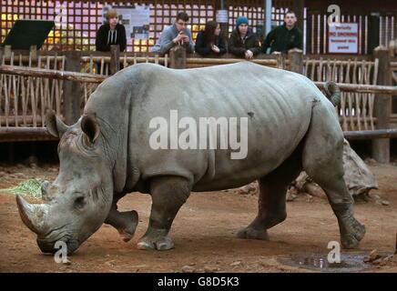 Tswane the Southern white rhino arrives at Blair Drummond Safari Park near Stirling in Scotland, she will join Graham, Dot and Bruce as part of the European Endangered Species Breeding Programme. The transfer, assuming she will breed successfully with Graham, is to increase genetic diversity within the captive insurance population. Stock Photo