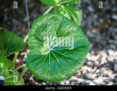 Farfugium japonicum Stock Photo