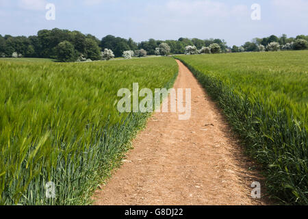 A field of fresh growing ceral crops with a large long dirt path through the crops. Stock Photo