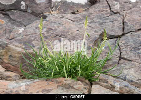 Sea Plantain, Plantago maritima, Isle of Ulva, Mull, Scotland Stock Photo