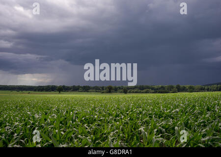 Stormy sky over fields of growing cereals in June Lower Silesia Poland Stock Photo