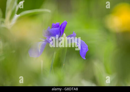 Blue Iris flower. Stock Photo