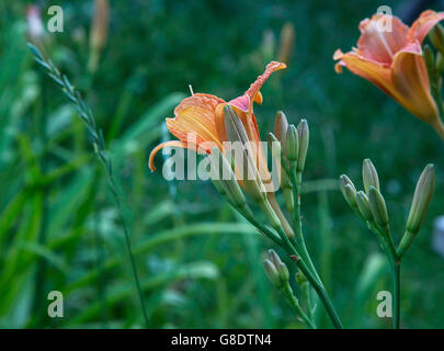 Beautiful orange daylilies flowers in nature Stock Photo