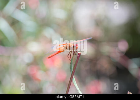 Flame (firecracker) Skimmer - Libellula saturata dragonfly Stock Photo