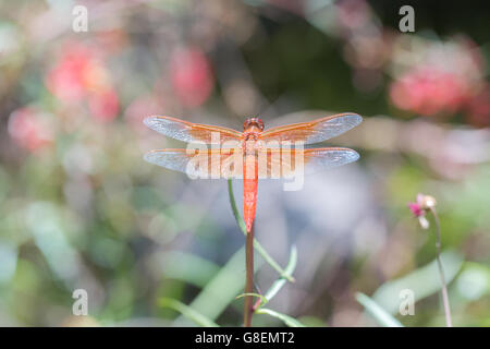 Flame (firecracker) Skimmer - Libellula saturata dragonfly Stock Photo