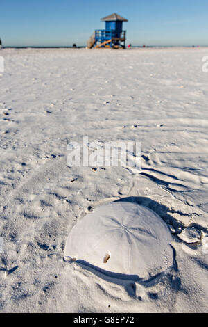 dollar sand along beach alamy similar sarasota siesta gulf mexico key