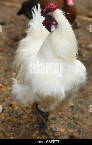 White silkie chicken in barnyard Stock Photo