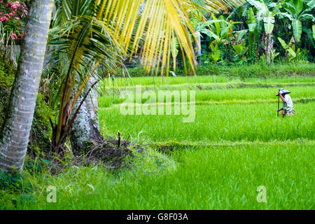 Rice farmer in the Tegalalang Rice Terraces near Ubud Stock Photo