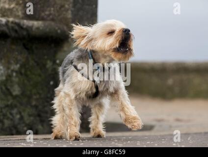 Dougal the dog on the sea front in Saltcoats, Scotland, as Storm ...