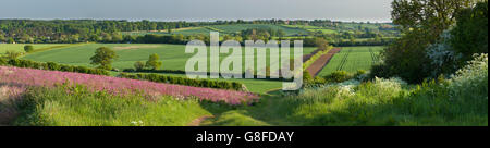 Panoramic scene in early summer of a wildflower field margin and farmland track in evening light, Northamptonshire, England Stock Photo