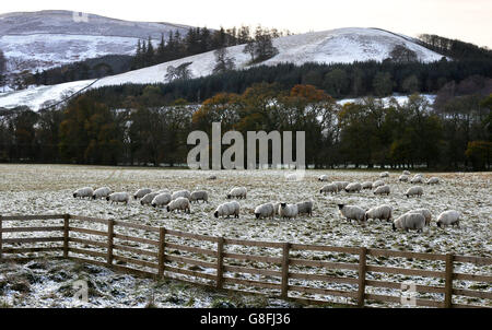 Sheep graze near Innerleithen in the Scottish Borders as parts of the UK have seen a flurry of snow as Britain prepares for a 'bitterly cold' weekend. PRESS ASSOCIATION Photo. Picture date: Saturday November 21, 2015. Snow showers were reported in parts of Scotland, Wales, northern England and the Midlands as the Met Office confirmed that a band of rain, sleet and snow had worked its way south across many parts of the UK. PRESS ASSOCIATION Photo. Picture date: Saturday November 21, 2015. See PA story WEATHER Cold. Photo credit should read: David Cheskin/PA Wire Stock Photo