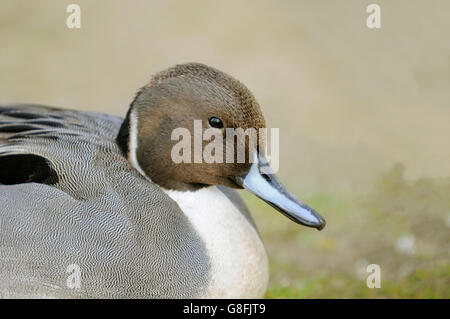 Horizontal portrait of a northern pintail, Anas acuta, adult male resting on the ground. Stock Photo