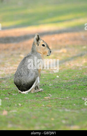 Vertical portrait of adult of Patagonian mara, Dolichotis patagonum, sitting down on the ground. Stock Photo