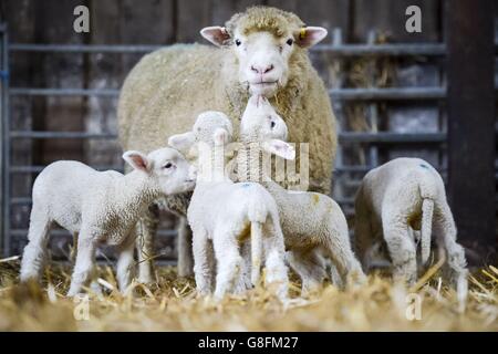 Newborn quad lambs Stock Photo