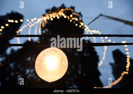 Lights are tested on the UK's tallest living Christmas tree, a giant redwood approximately 110ft tall, after it is decorated and re-measured at Wakehurst Place in West Sussex. Stock Photo