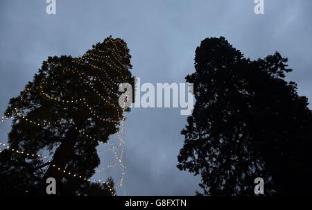 Lights are tested on the UK's tallest living Christmas tree, a giant redwood approximately 110ft tall, after it is decorated and re-measured at Wakehurst Place in West Sussex. Stock Photo