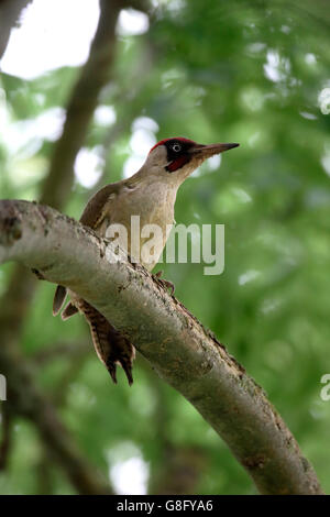 Green woodpecker, Picus viridis, single male on tree, Warwickshire, June 2016 Stock Photo