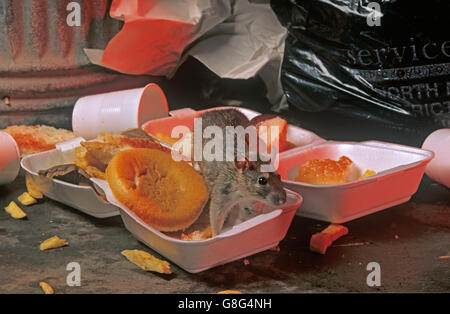 Brown rats Rattus norvegicus  taking advantage of discarded food near food take away outlet in urban environment Stock Photo