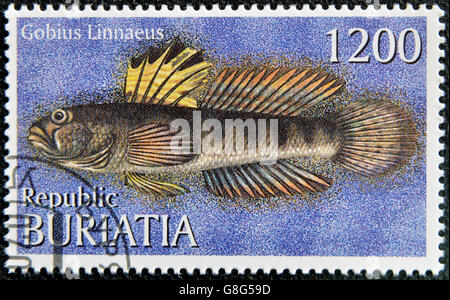 BURYATIA - CIRCA 1997: A stamp printed in Buryatia shows Gobius Linnaeus, circa 1997 Stock Photo