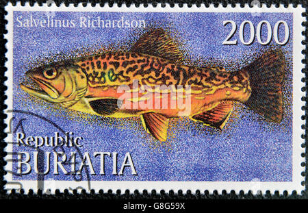 BURYATIA - CIRCA 1997: A stamp printed in Buryatia shows salvelinus richardson, circa 1997 Stock Photo