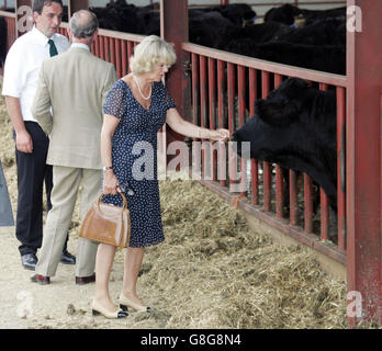 The Duchess of Cornwall and the Prince of Wales visit Cwm Berem Farm, Dyfed. The Prince of Wales presented his new bride to the principality today as his annual three-day summer tour of Wales got under way in sweltering heat. Stock Photo