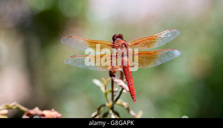 Flame (firecracker) Skimmer (Libellula saturata dragonfly) perched near a pond. Stock Photo