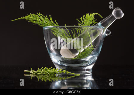 Medicinal plant Equisetum arvense. Horsetail in glass mortar on black background Stock Photo